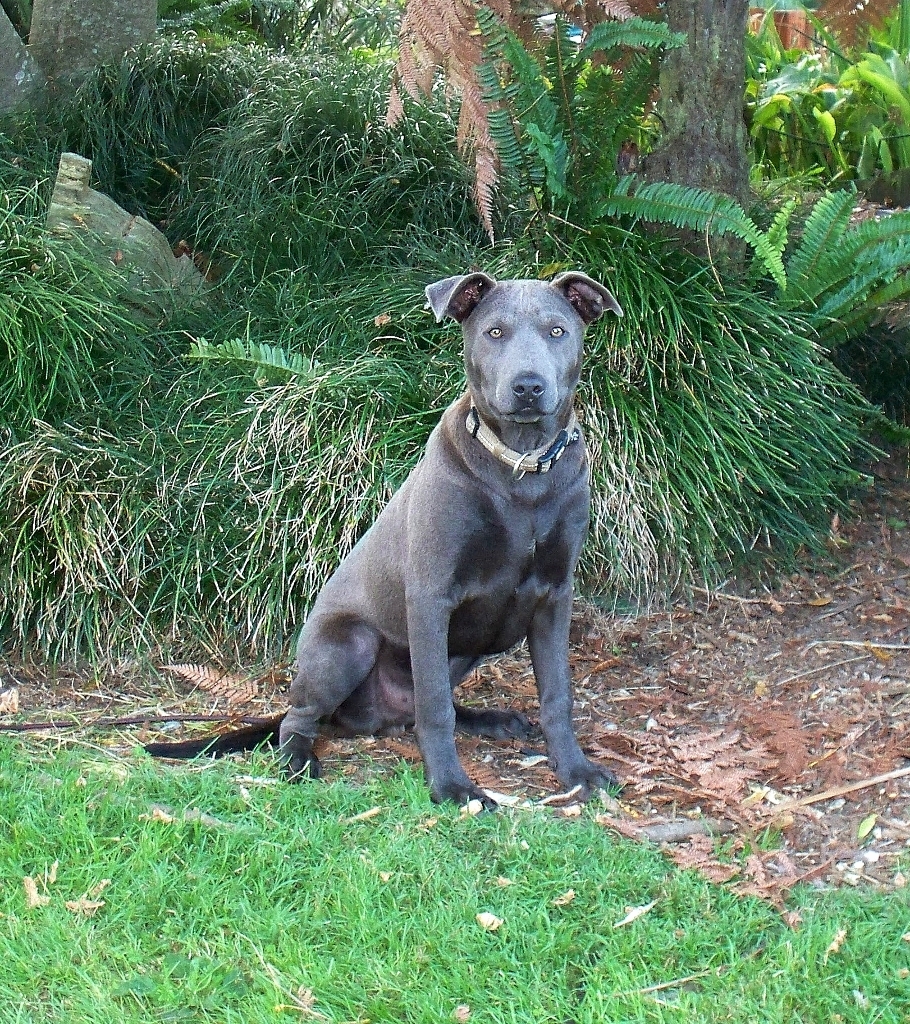 thai ridgeback puppies