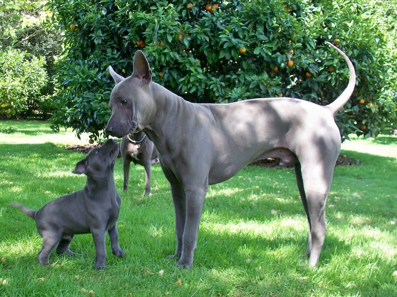 thai ridgeback price