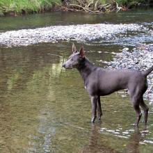 Echo deer hunting