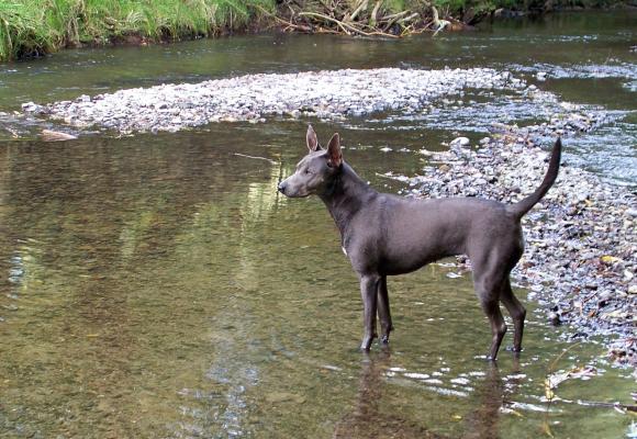 Echo deer hunting