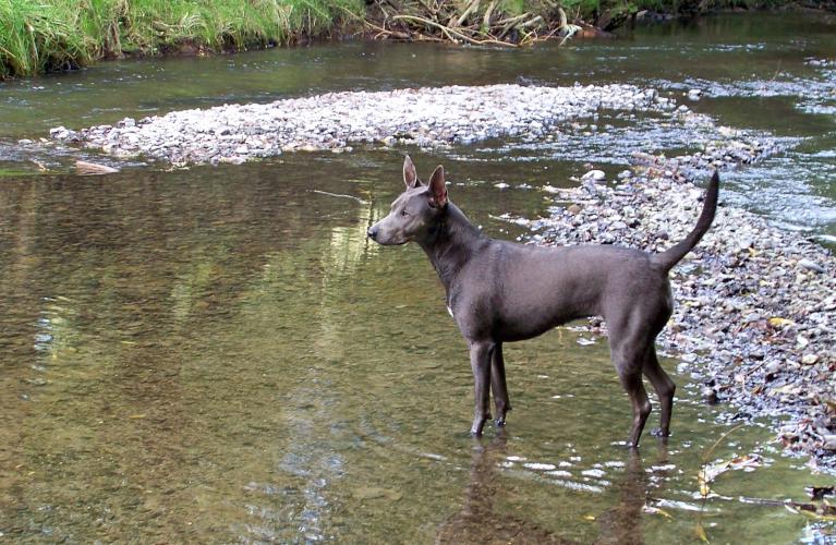 Echo deer hunting