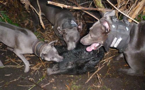Thai ridgeback hunting 2025
